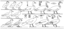 Thumbnail of 7.1. Bird-procession scene